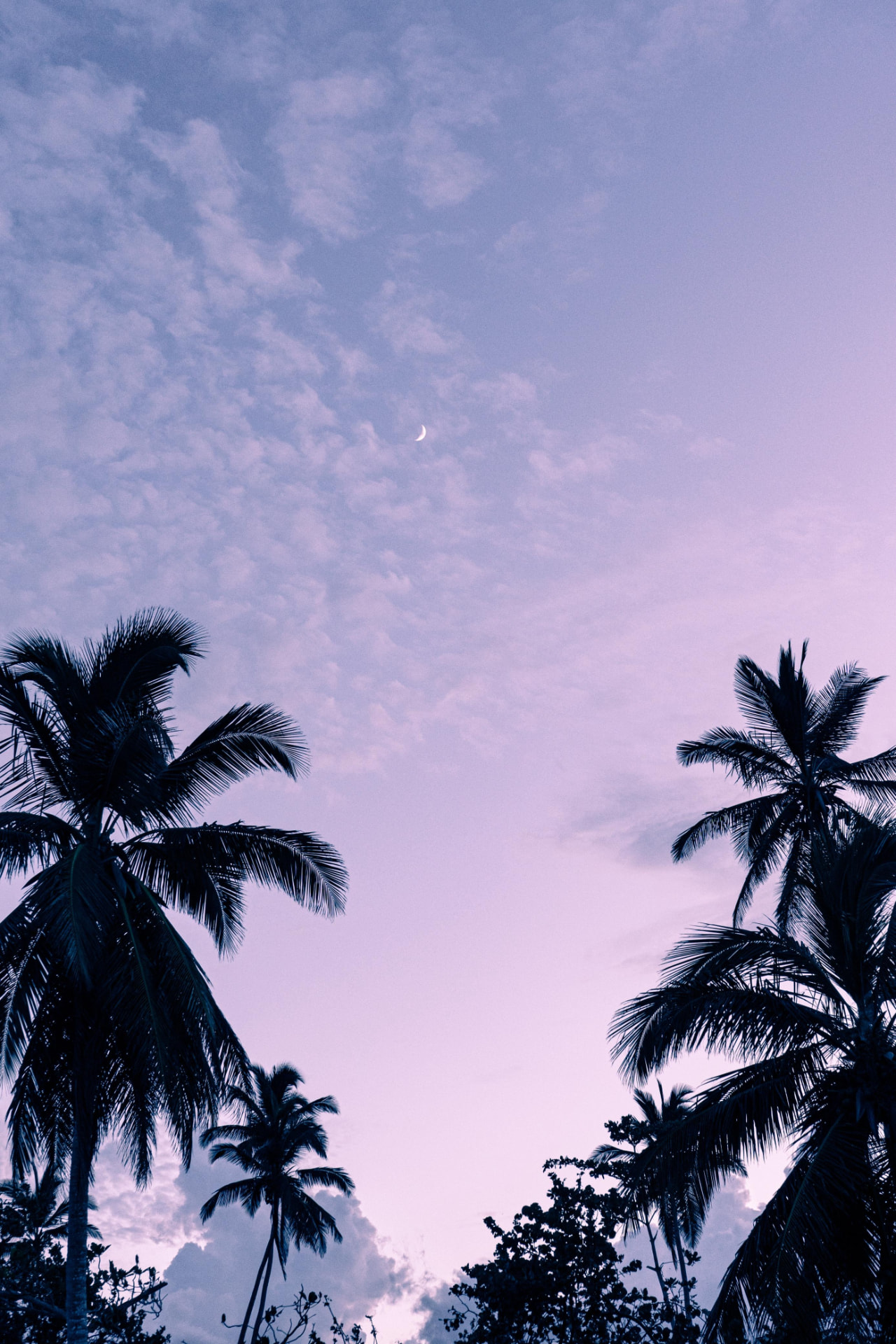 Silhouetted palm trees against a soft purple and blue twilight sky with a crescent moon